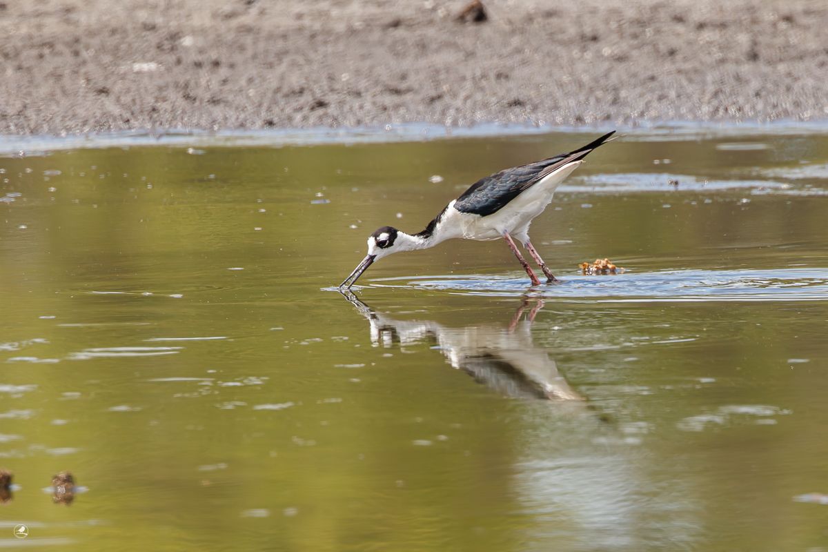 Svartkronestylteløper/ Black-necked Stilt