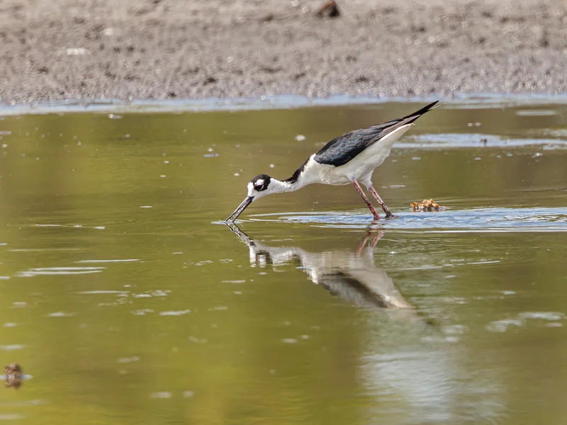 Svartkronestylteløper/ Black-necked Stilt