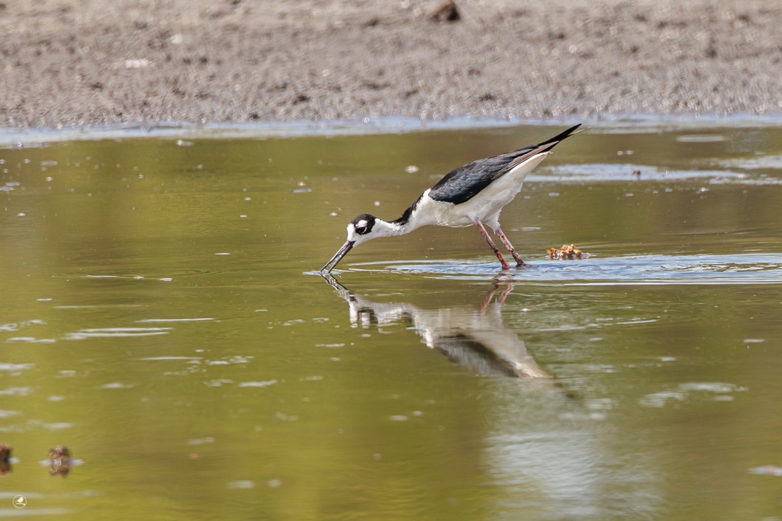 Svartkronestylteløper/ Black-necked Stilt