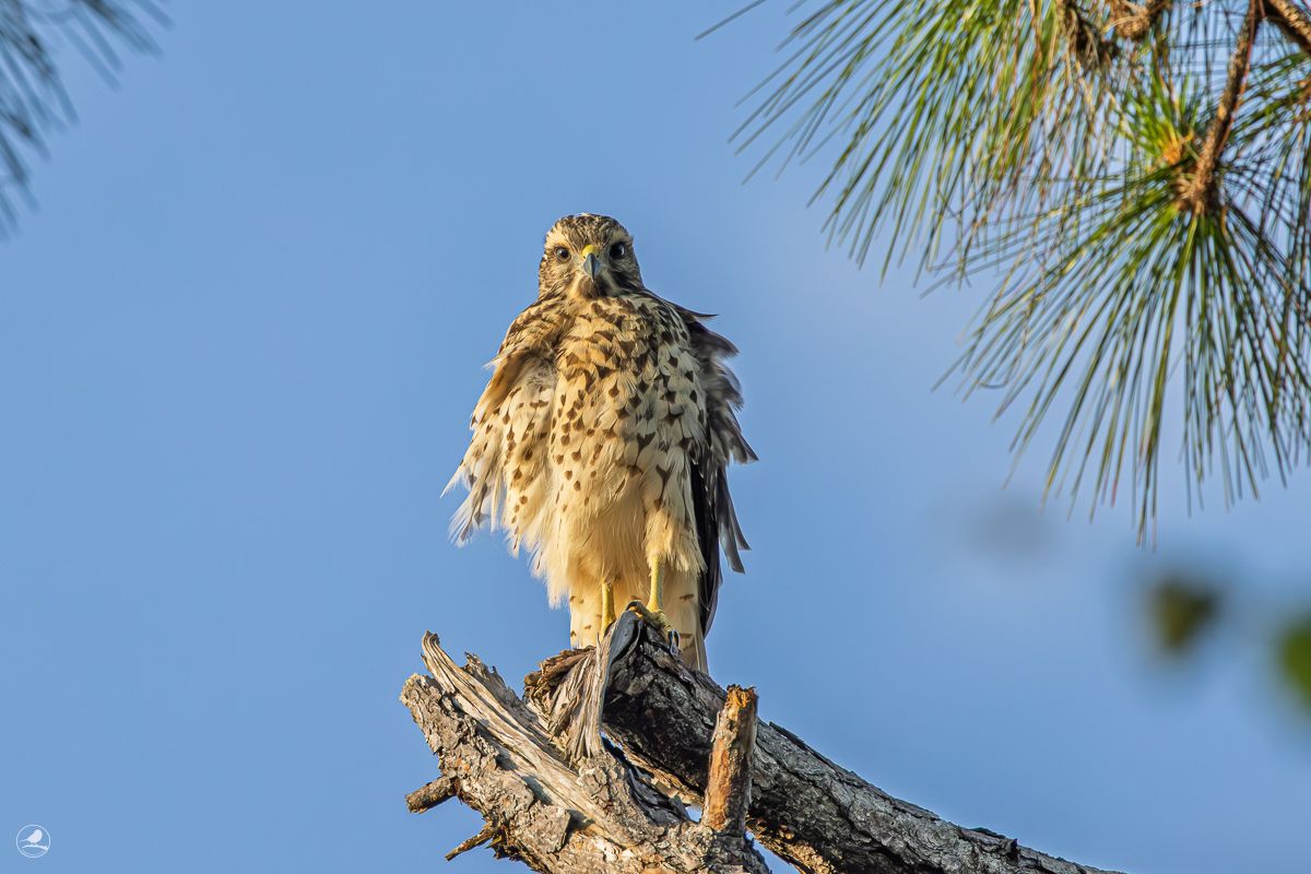 Rødvingevåk/ Red-shouldered Hawk