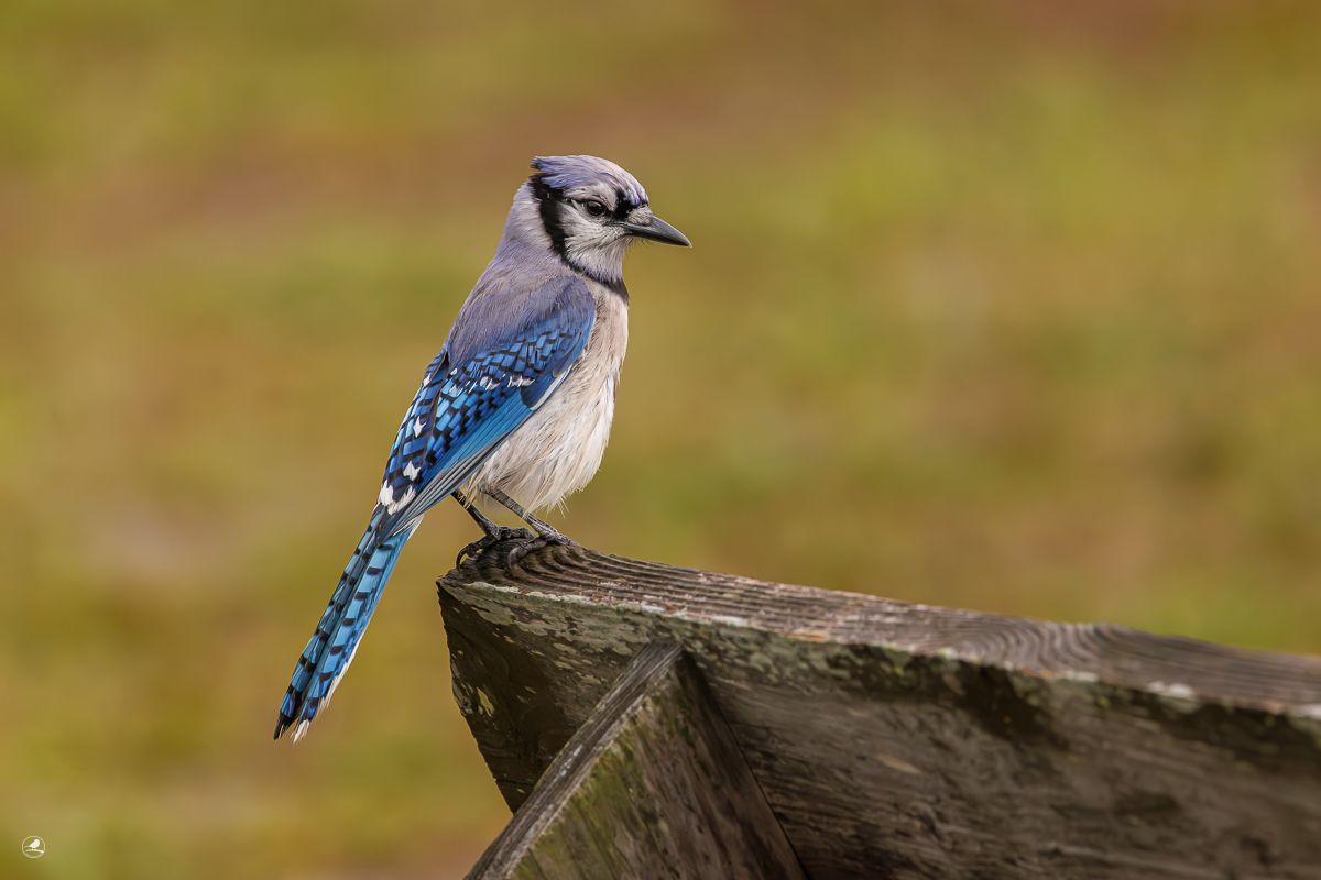 Blåskrike/ Blue Jay