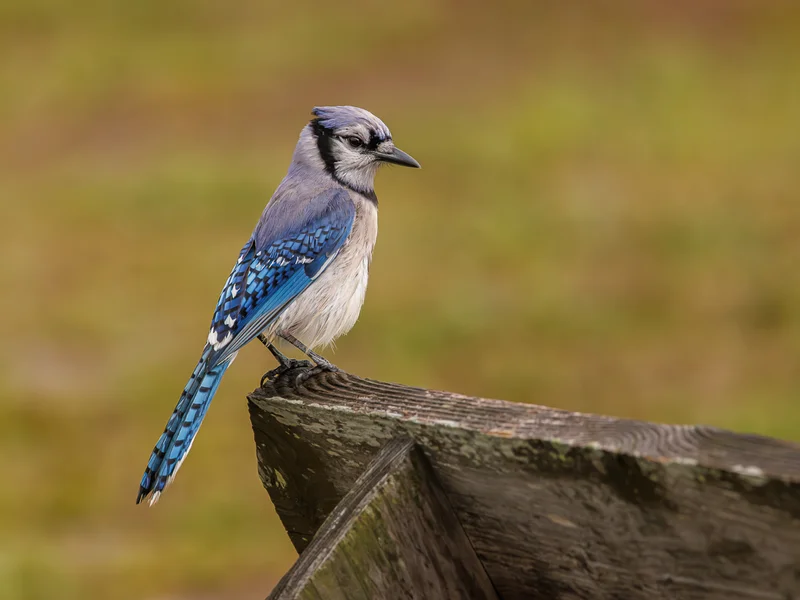 Blåskrike/ Blue Jay