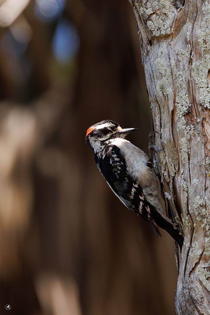 Dunspett/ Downy woodpecker