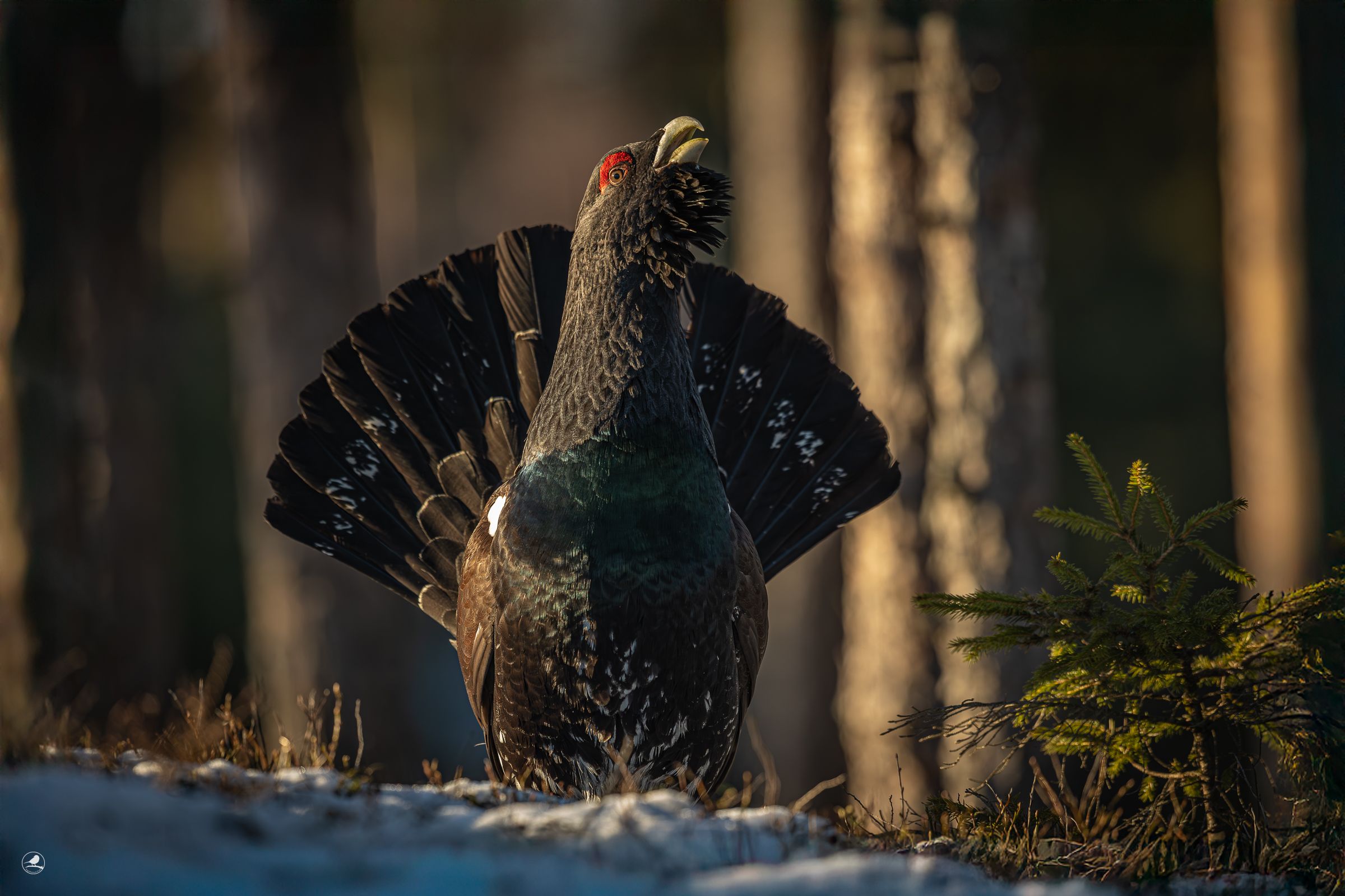 Tiur / western Capercaille