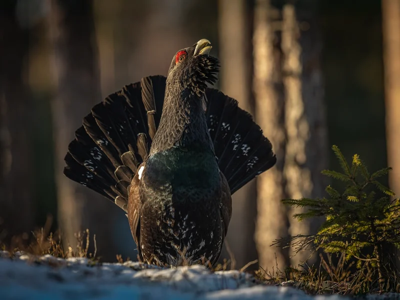 Tiur / western Capercaille