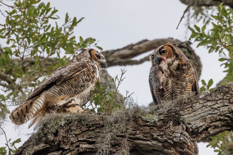 Amerikahubro/ Great horned owl, Philippe Park