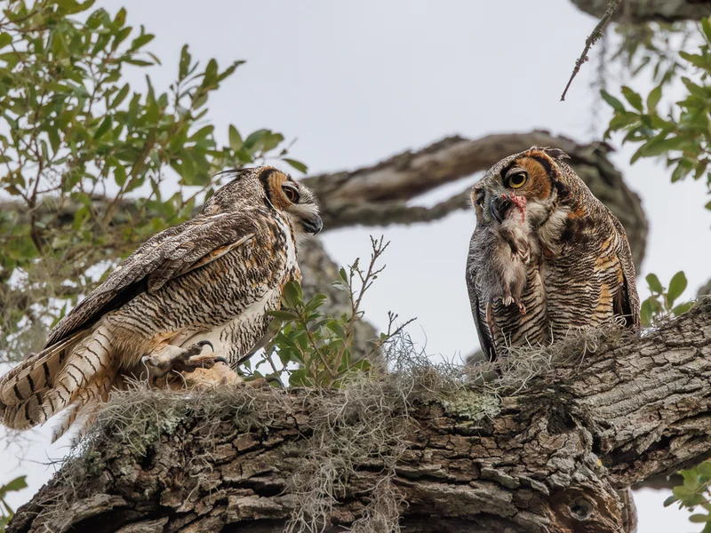 Amerikahubro/ Great horned owl, Philippe Park