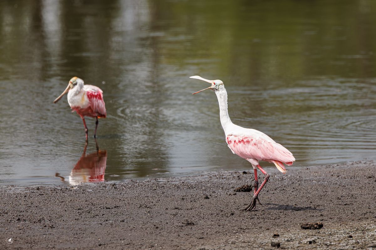 Rosenskjestork/ Roseate Spoonbill