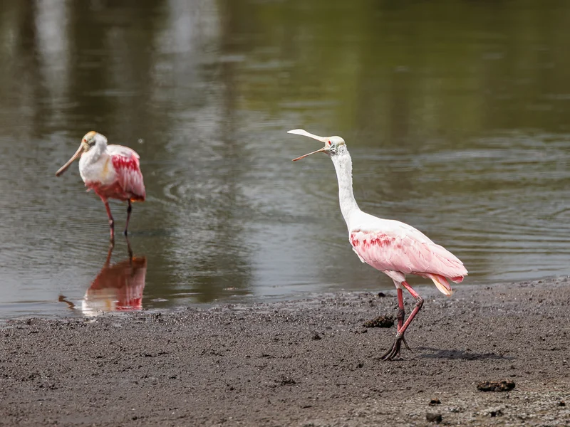 Rosenskjestork/ Roseate Spoonbill