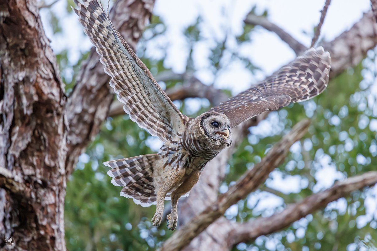Høvdingugle/ Barred Owl
