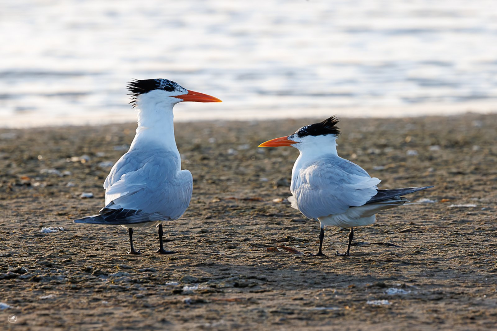 Korngeterne/ Royal Tern
