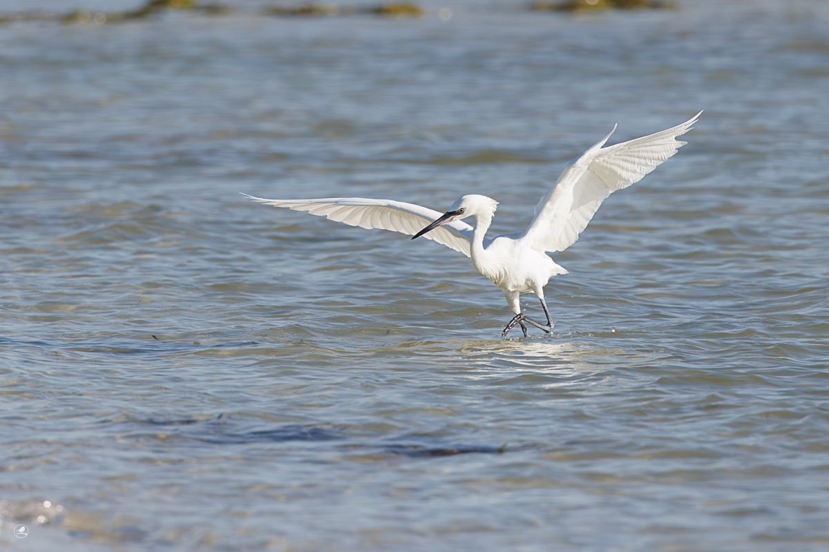 Dansehegre/ Reddish Egret,  ren hvit fargevariant (morf)