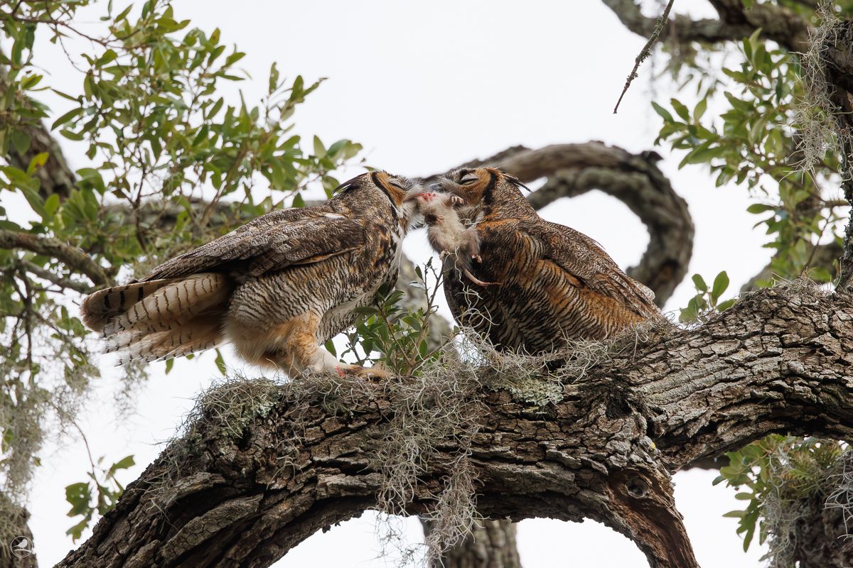 Amerikahubro/ Great horned owl, Philippe Park