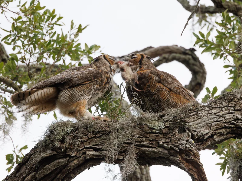 Amerikahubro/ Great horned owl, Philippe Park