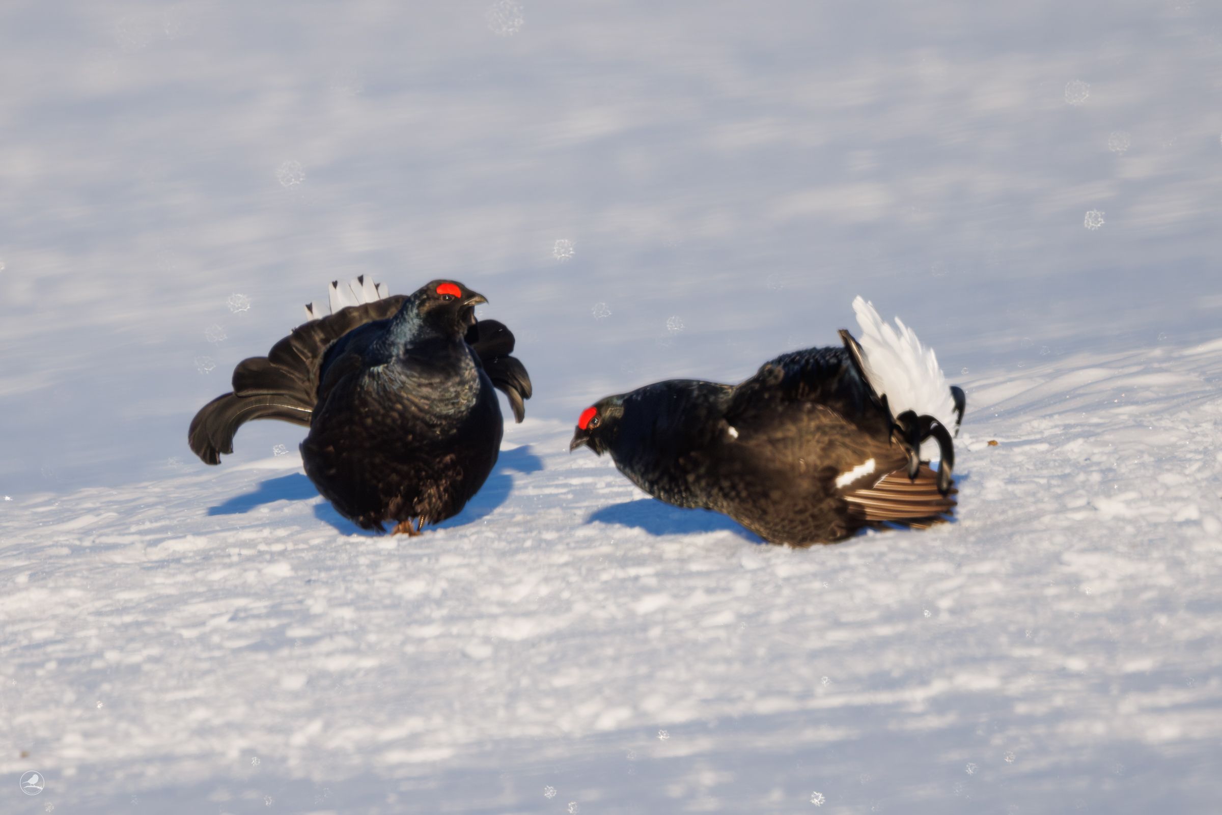 Orrhaneleiek på snø