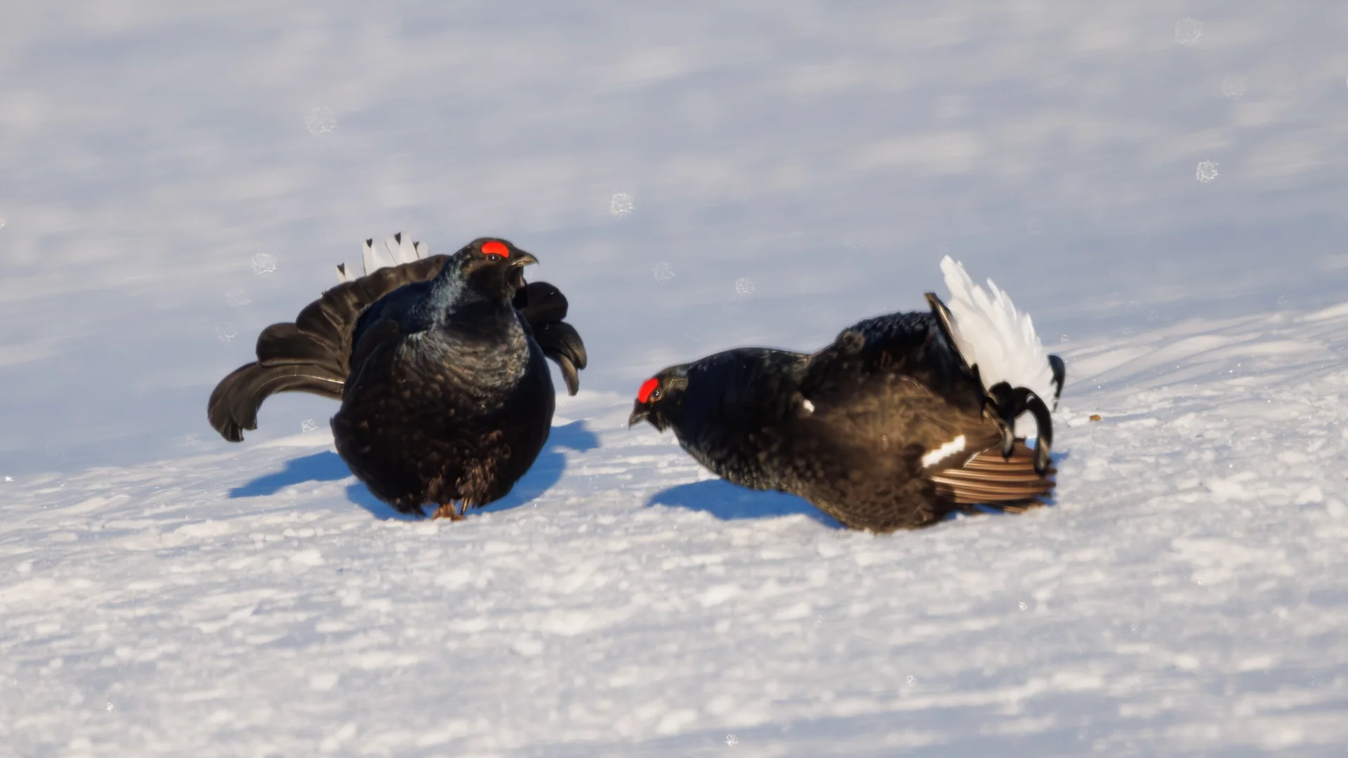 Orrhaneleiek på snø