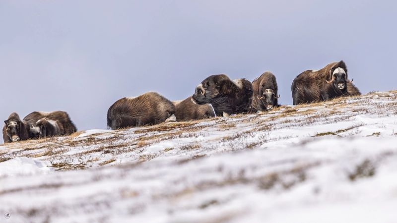 Moskus Dovre