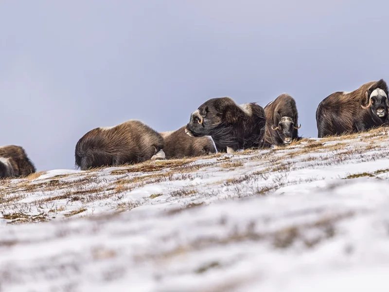 Moskus Dovre