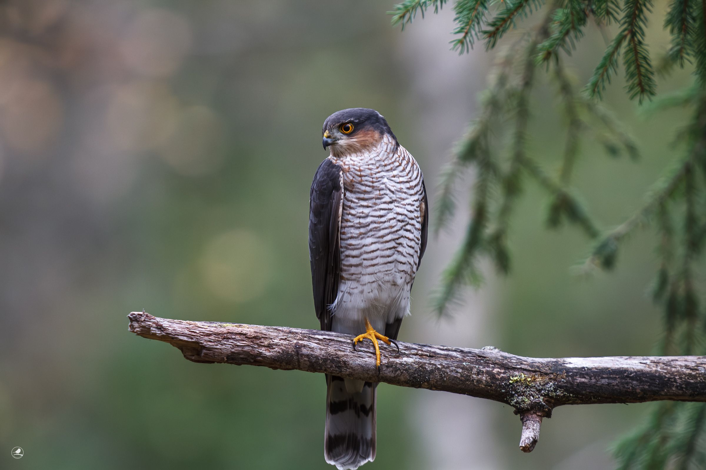 Spurvehauk/ Eurasian Sparrowhawk