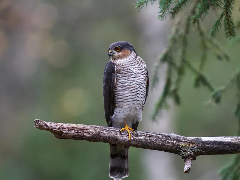 Spurvehauk/ Eurasian Sparrowhawk