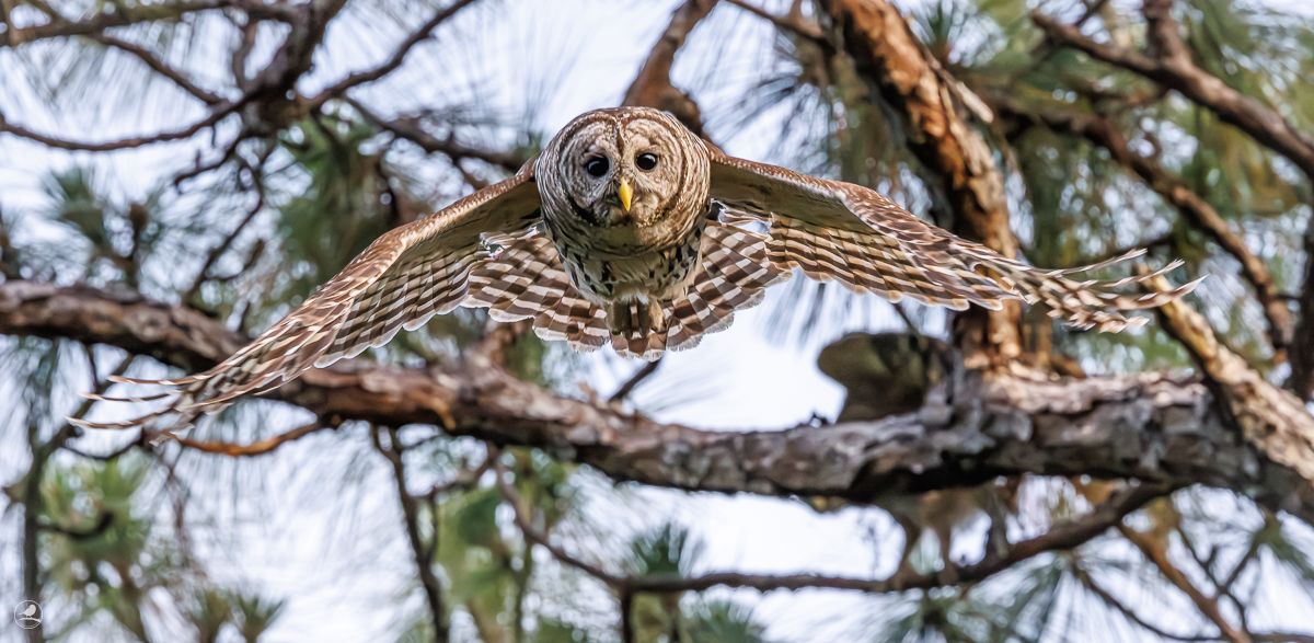 Høvdingugle/ Barred Owl