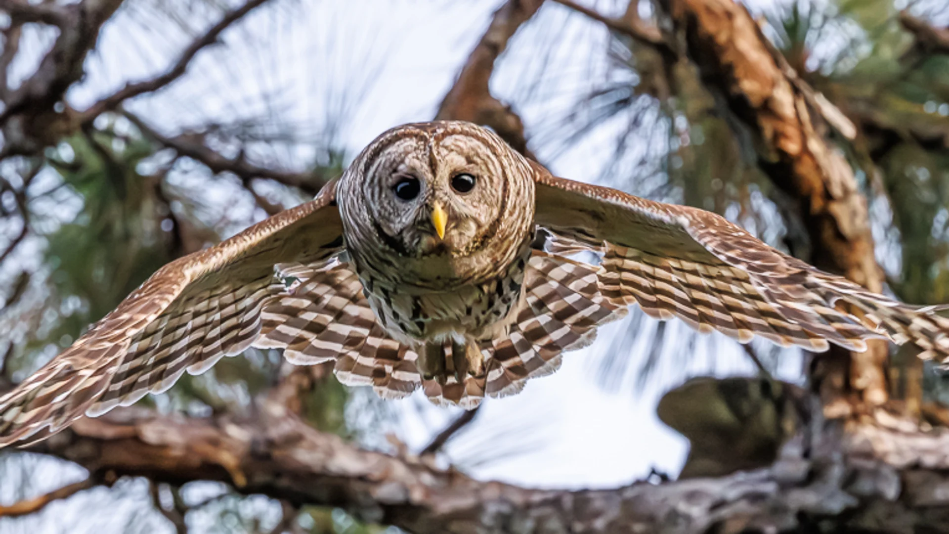 Høvdingugle/ Barred Owl