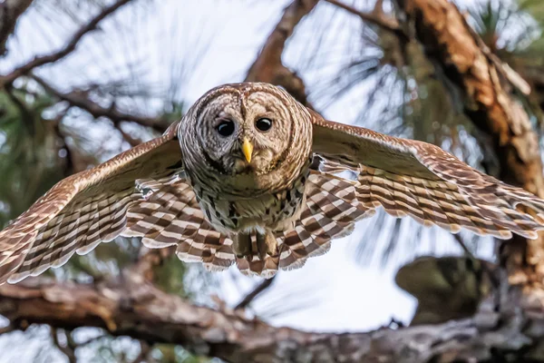 Høvdingugle/ Barred Owl