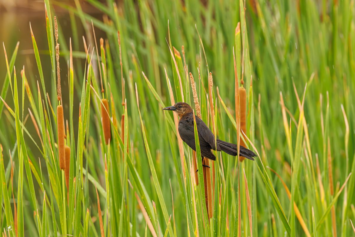 Båthaletrupial/ Boat-tailed Grackle