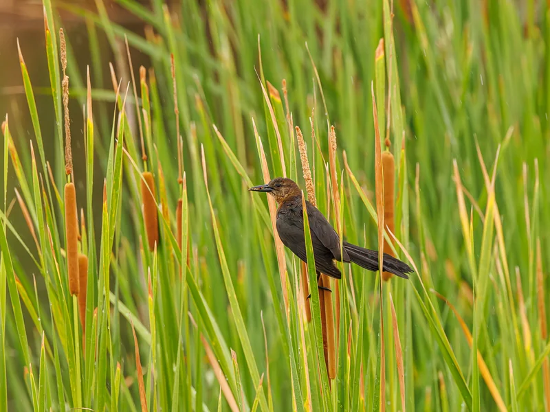 Båthaletrupial/ Boat-tailed Grackle