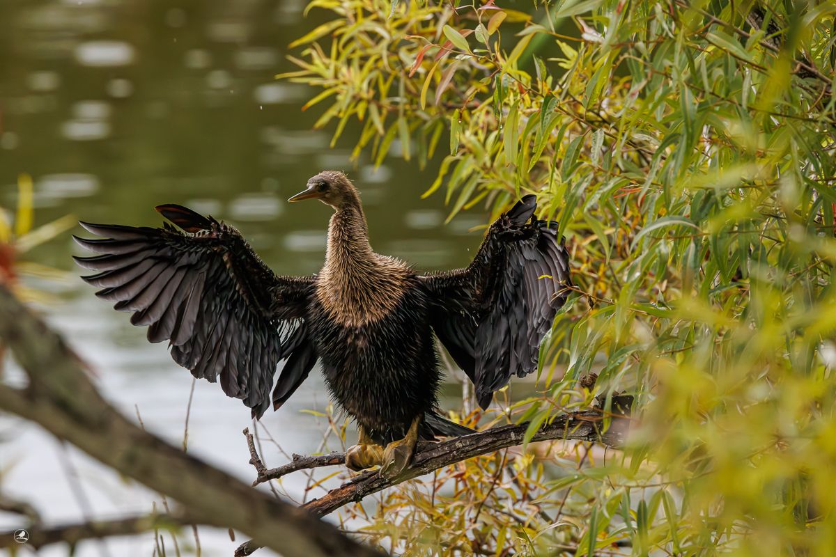 Amerikaslangehals/ Anhinga
