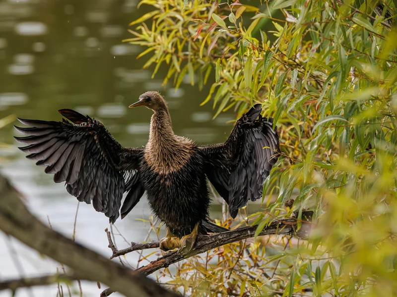 Amerikaslangehals/ Anhinga