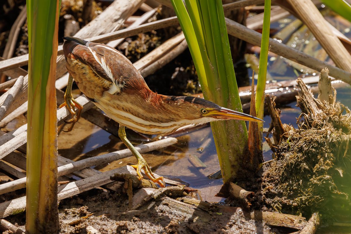 Dvergrørdrum/ Least Bittern