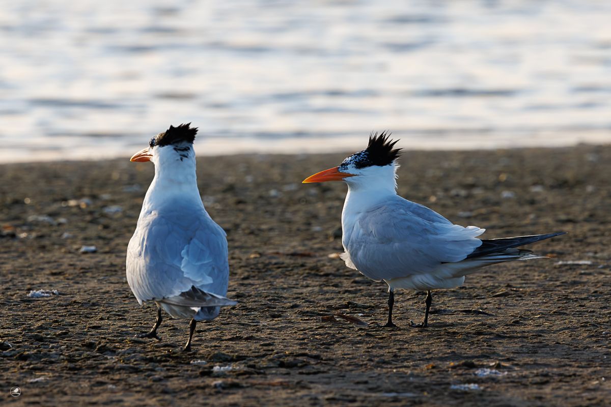 Korngeterne/ Royal Tern