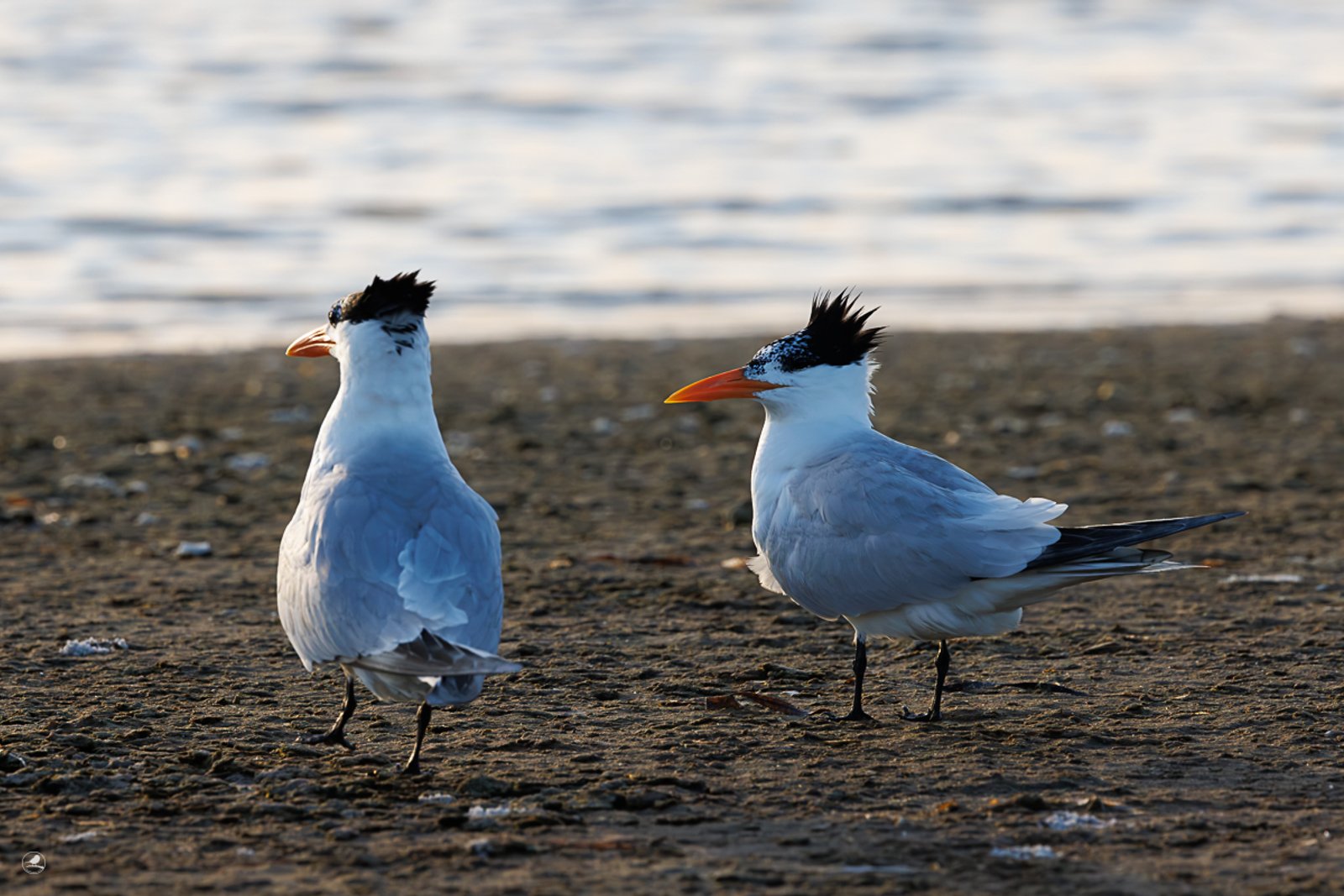 Korngeterne/ Royal Tern