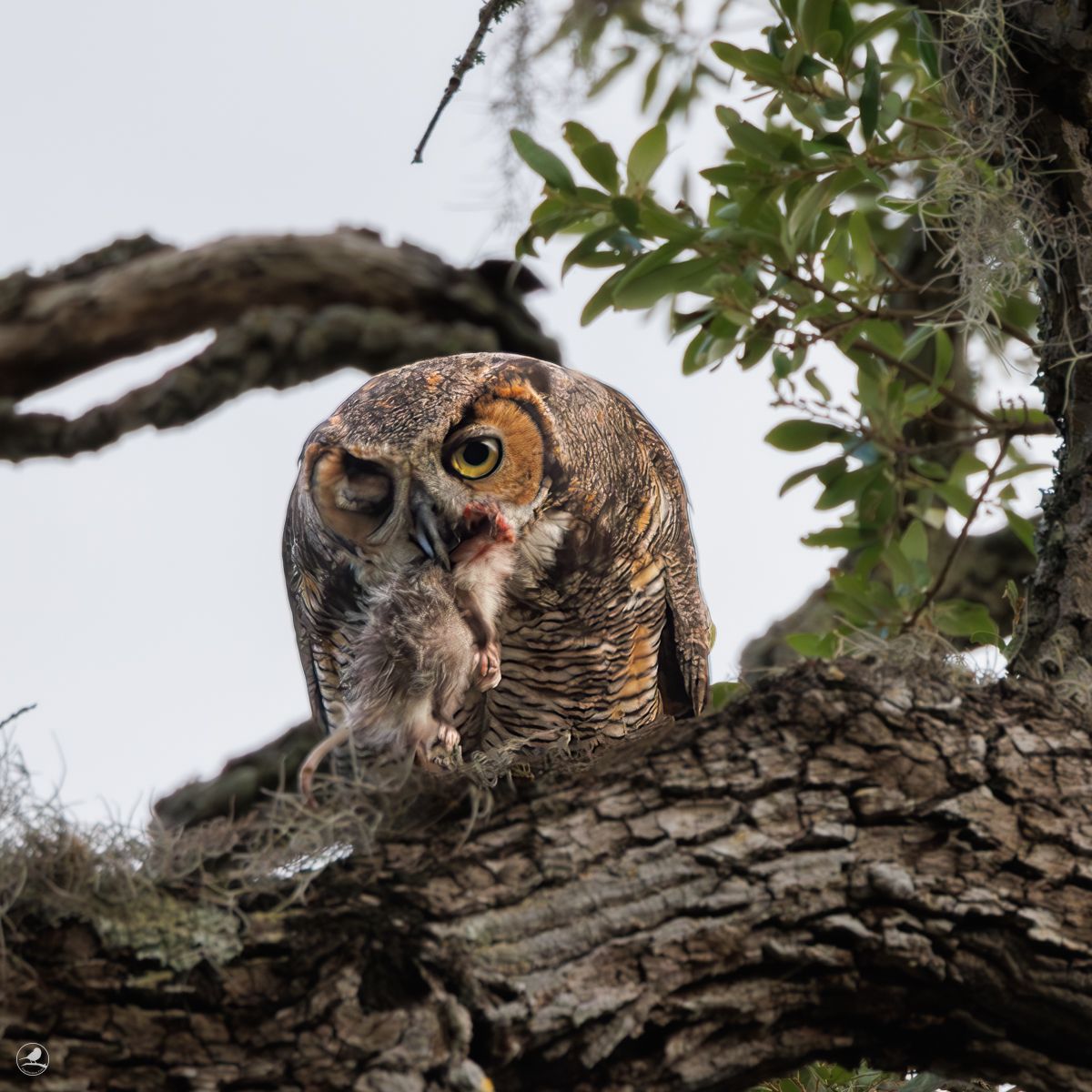 Amerikahubro/ Great horned owl, Philippe Park