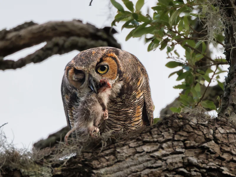 Amerikahubro/ Great horned owl, Philippe Park