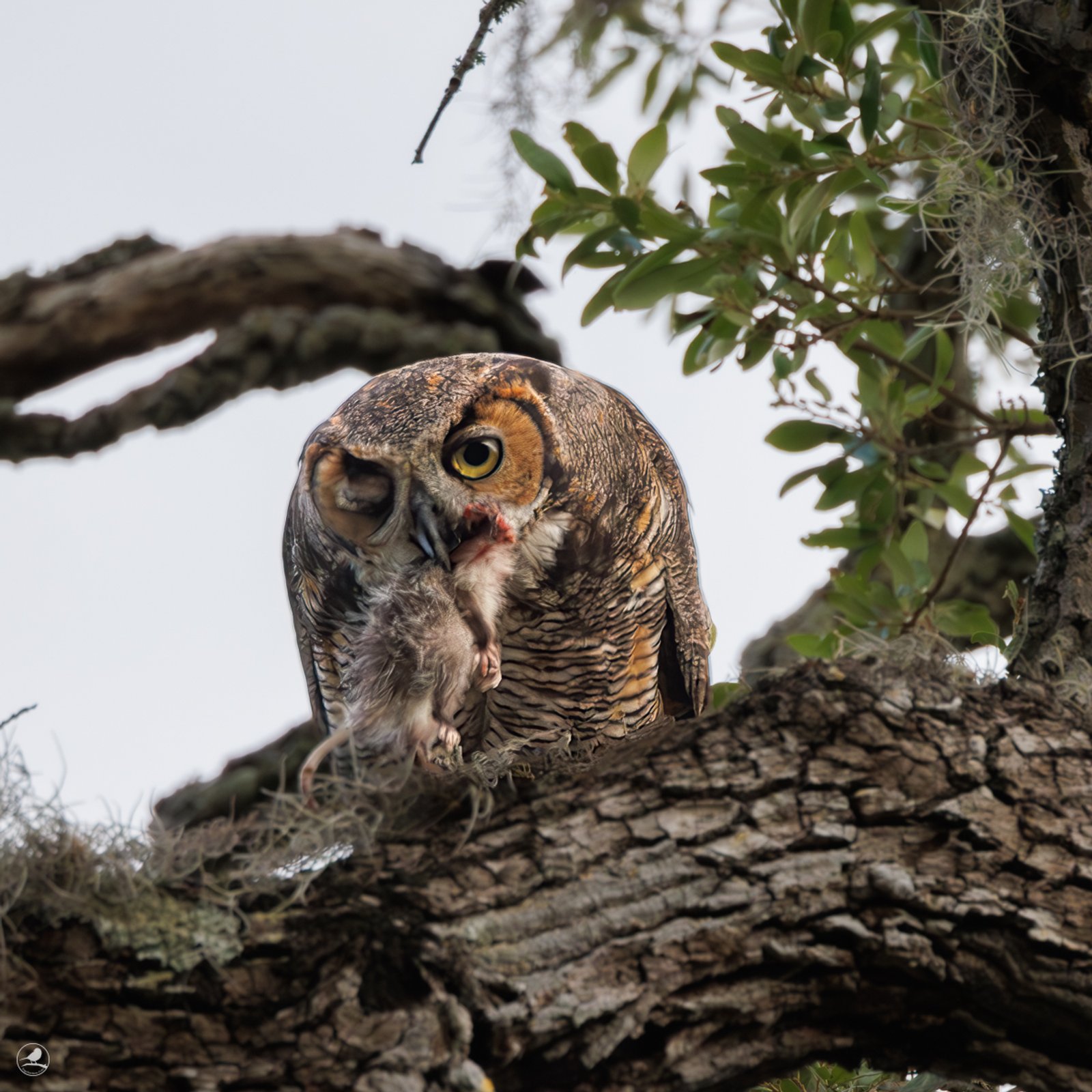 Amerikahubro/ Great horned owl, Philippe Park