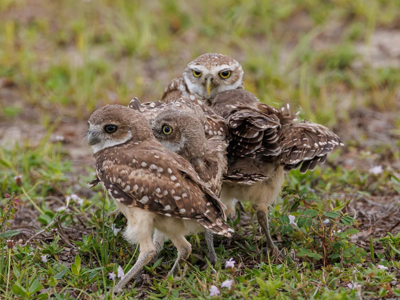 Gravugle/ Burrowing Owl
