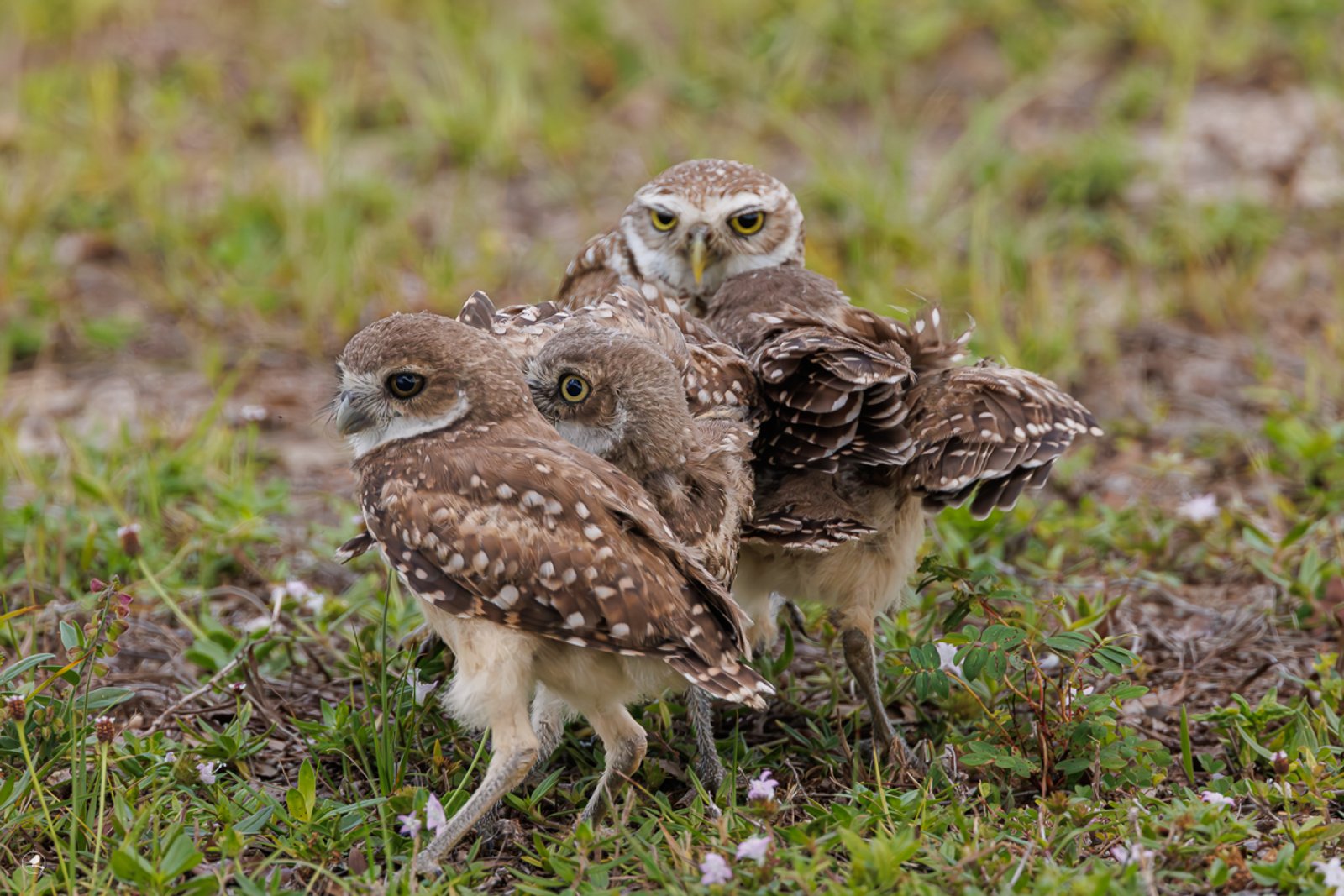 Gravugle/ Burrowing Owl