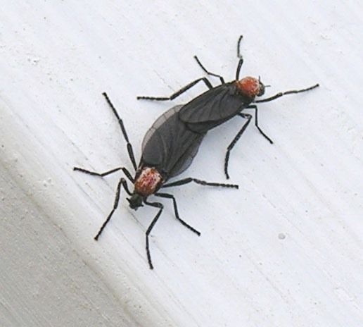 Plecia nearctica (Lovebug)