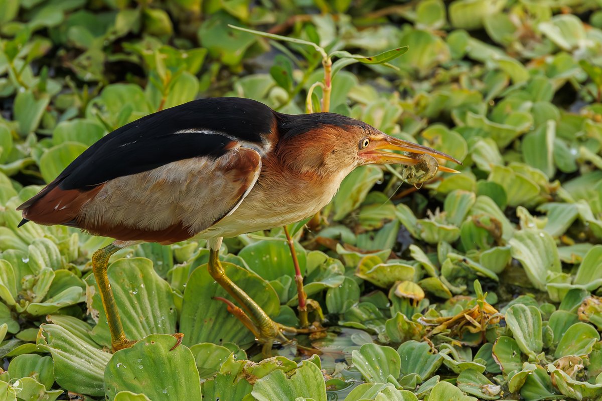 Dvergrørdrum/ Least Bittern, The Celery Fields