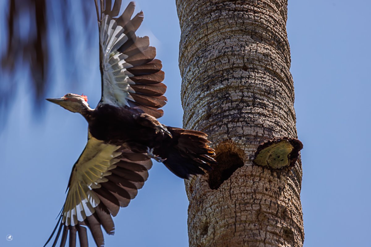 Hvitbrynsvartspett/ Pileated woodpecker