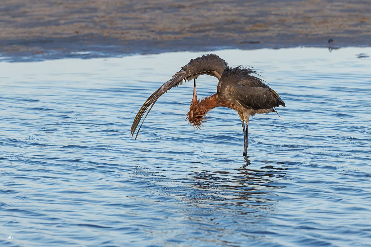Dansehegre/ Reddish Egret