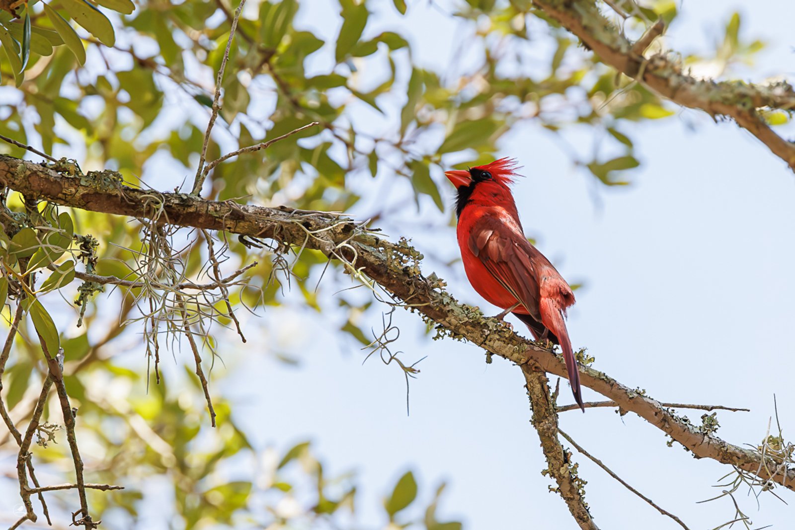 Rødkardinal/ Northern Cardinal