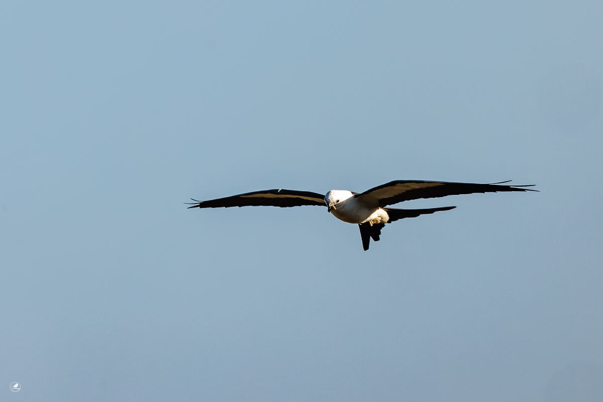 Svaleglente/ Swallow-tailed Kite, Myakka River State Park 