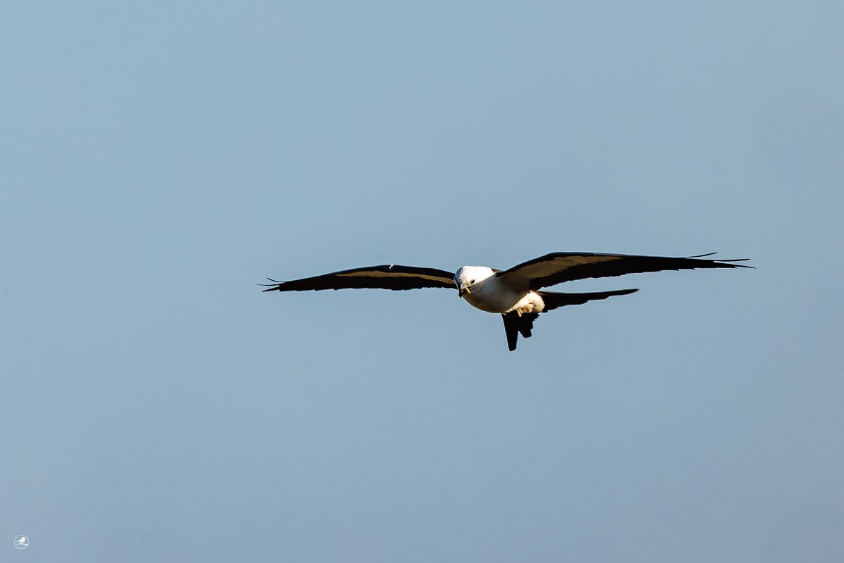 Svaleglente/ Swallow-tailed Kite