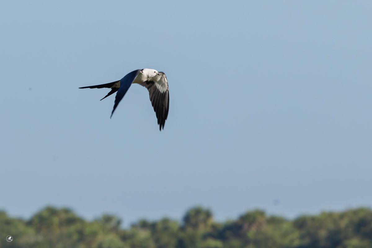 Svaleglente/ Swallow-tailed Kite, Myakka River State Park 