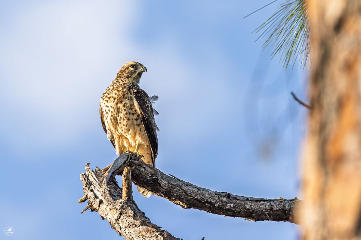 Rødvingevåk/ Red-shouldered Hawk