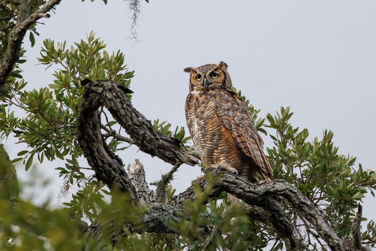 Amerikahubro/ Great horned owl