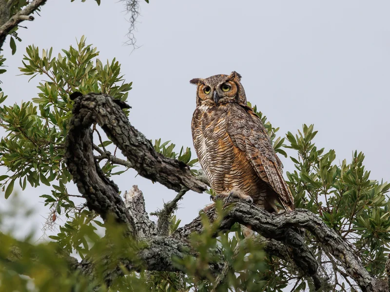 Amerikahubro/ Great horned owl